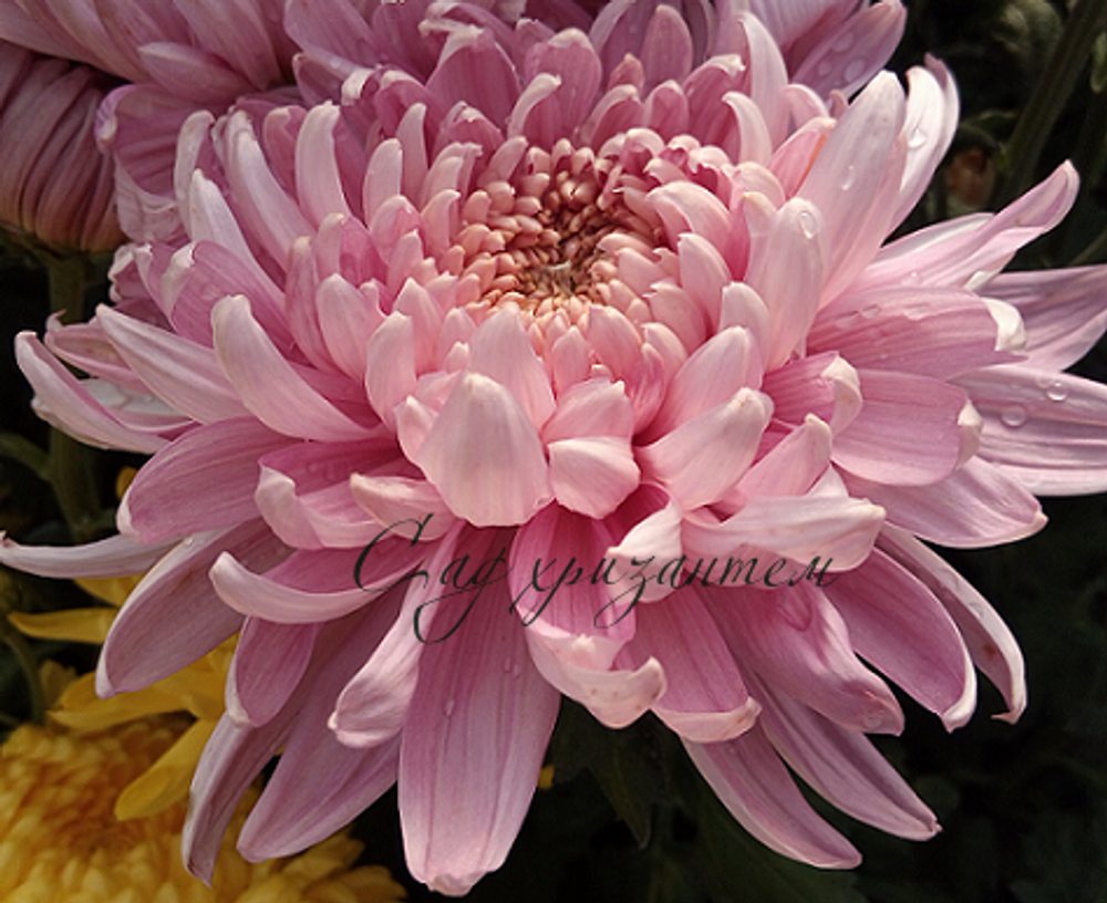 Одноголовая хризантема Allouise pink ☘ о.2   (отгрузка Август)