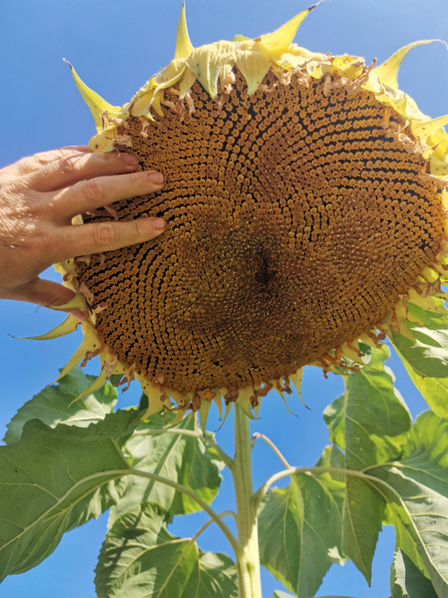 Подсолнечник - Exhibition Giant - Гигант Выставочный