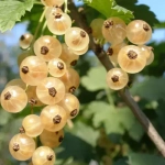 Смородина MIX (Голландия)