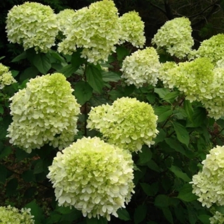 Гортензия метельчатая Лаймлайт С15 60-80