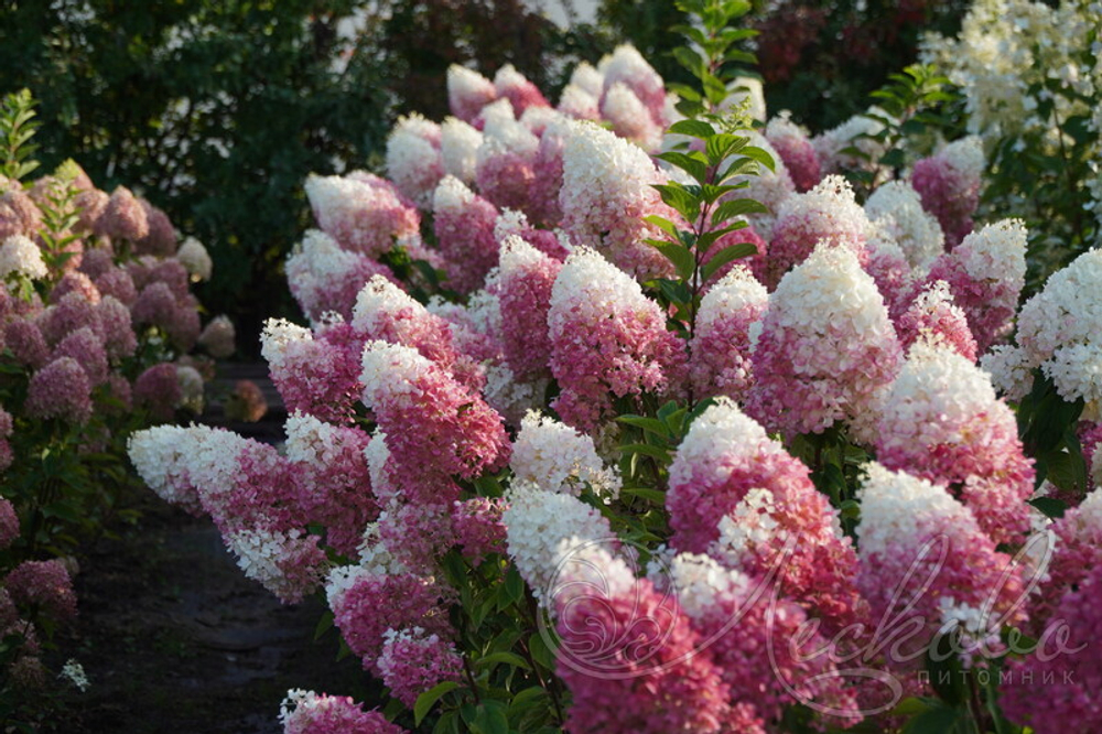 Гортензия метельчатая Strawberry Blossom