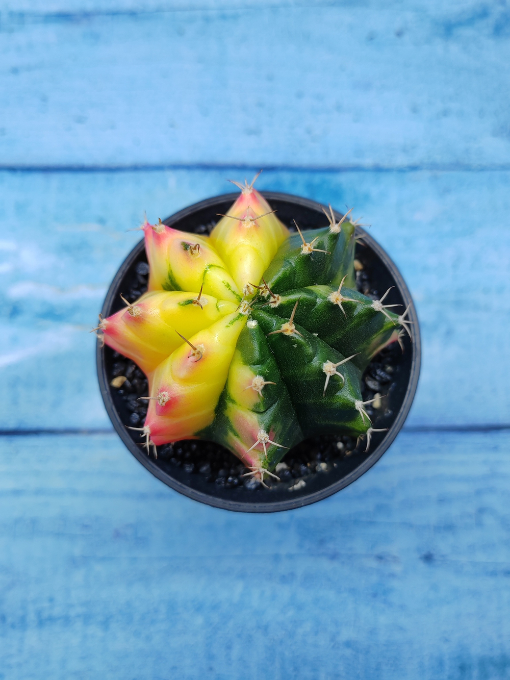 Gymnocalycium Variegata (Гимнокалициум Вариегатный)