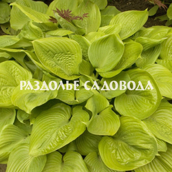 Хоста гибридная Сам энд Сабстенс (горшок 3л)