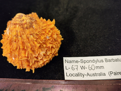 Спондилюс Барбатус 65-70мм