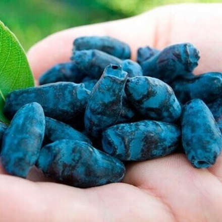 Жимолость Фиалка