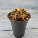 Gymnocalycium T-Rex hybride (Гимнокалициум T-rex)