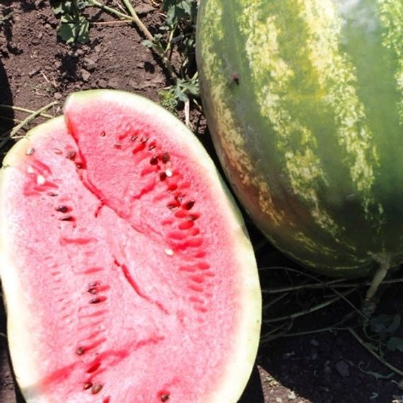 ФАРАО F1 семена арбуза Syngenta цена