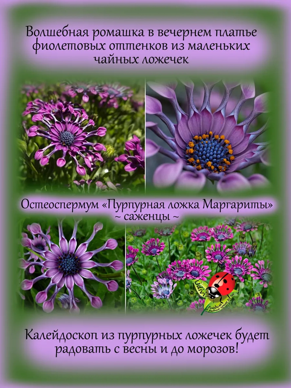 Остеоспермум Пурпурная ложка Маргариты