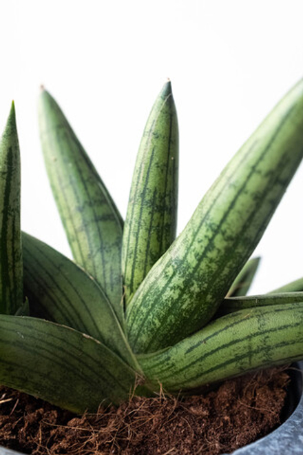 Сансевиерия Дабл Бонселенсис