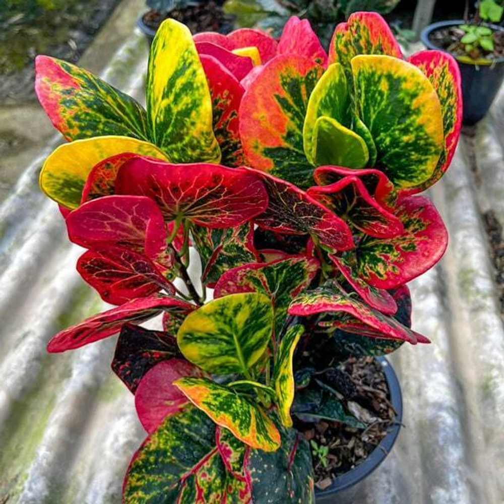 Кротон SRI THINNAGON