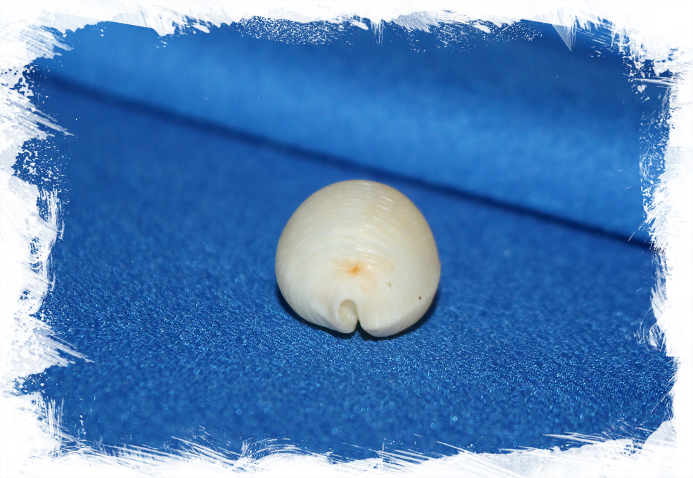 Коллекционная ракушка Ципрея чилдрени, Cypraea (ipsa) childreni