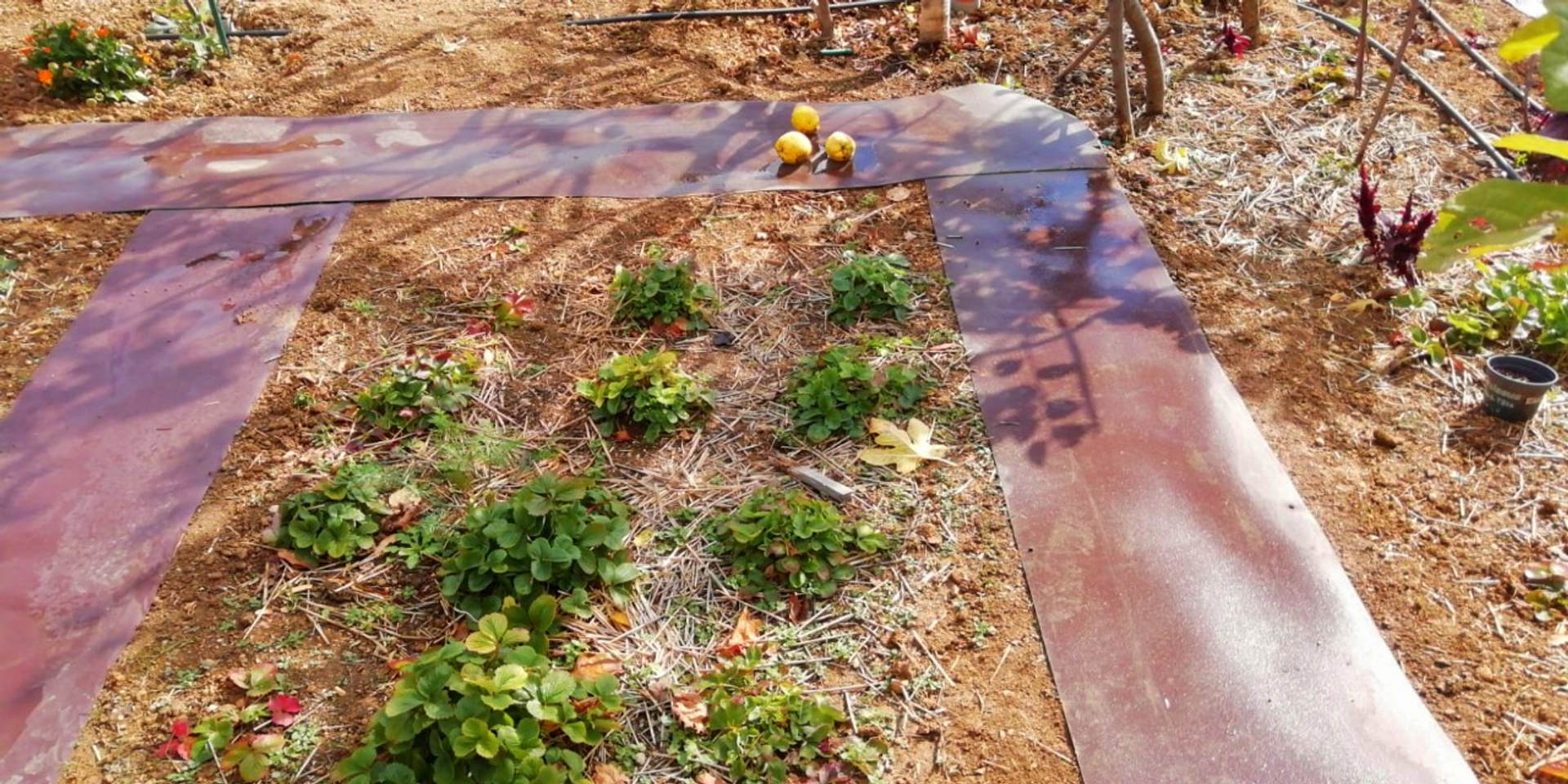 Наземные покрытия для сада в интернет-магазине Wildberries