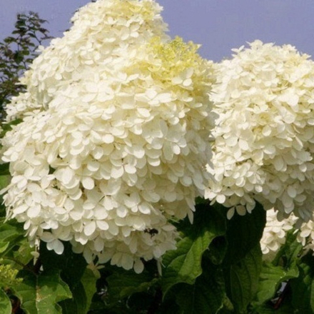 Гортензия Метельчатая Фантом