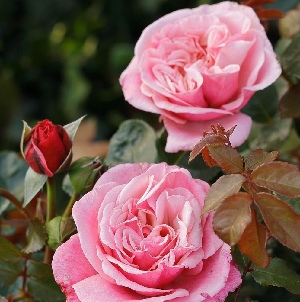 Роза чайно-гибридная Уайлдберри