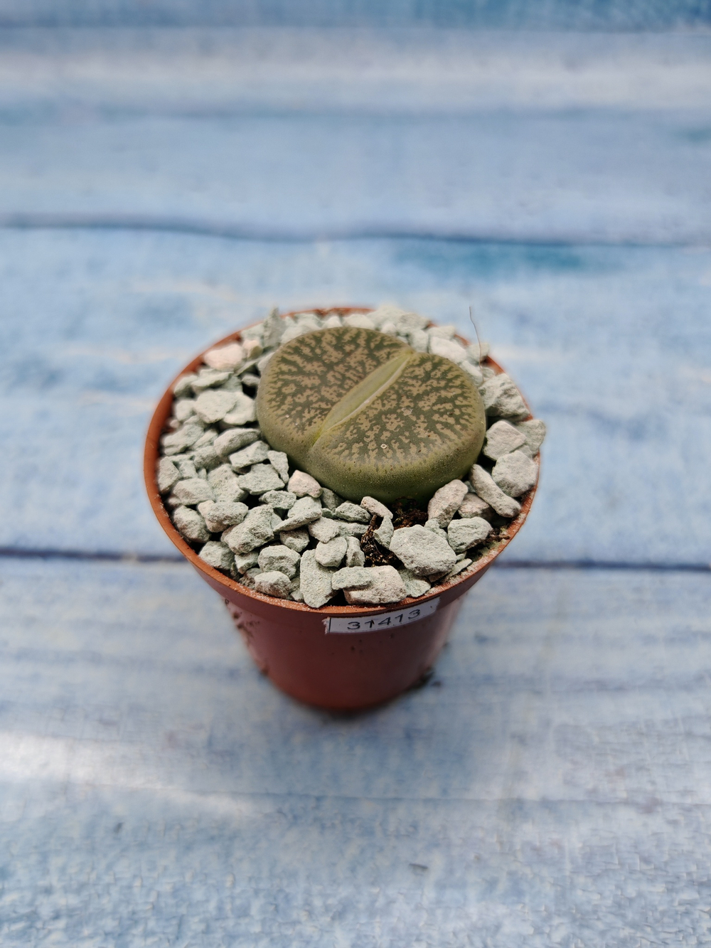 Lithops sp. (Литопсы)