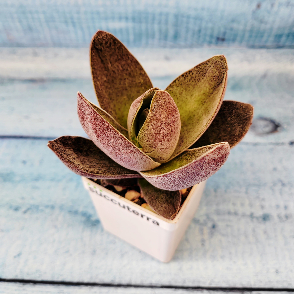 Crassula Garnet Lotus (Крассула)
