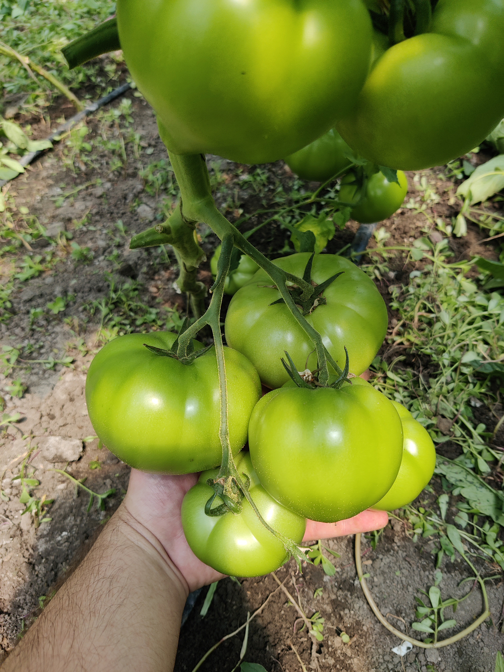 Мальгрос F1 семена томата индетерминантного ( Yuksel Tohum / )