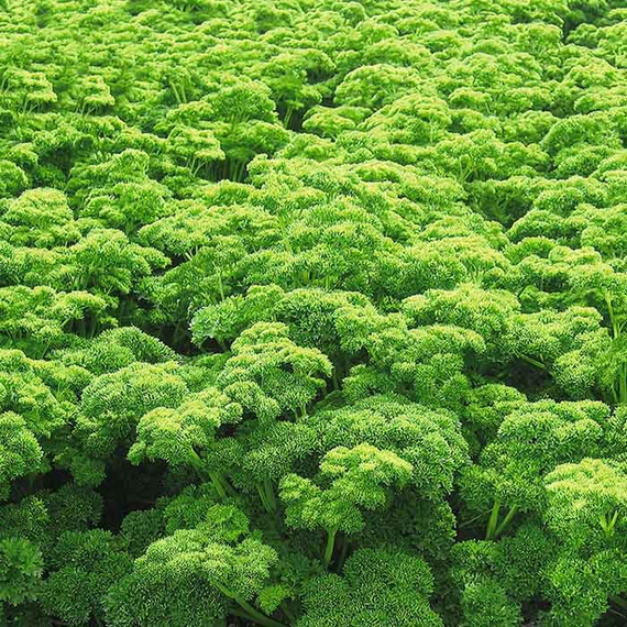 Петра семена петрушки – фото 2