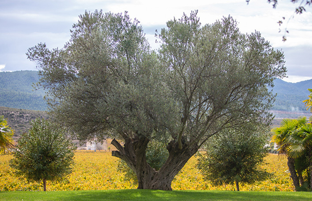 Оливковое масло для готовки Hispania Pomace 5л, Испания