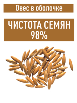 Овес для настоев, 3 кг для запаривания заваривания в оболочке неочищенный в шелухе