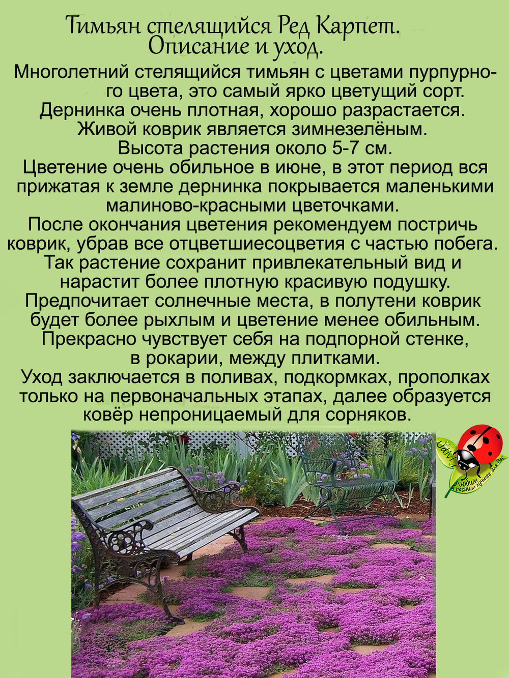 Тимьян Ред Карпет пурпурный