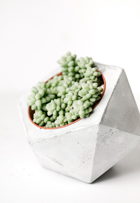 Седум Буррито