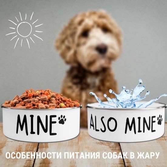 Особенности питания собак в жару