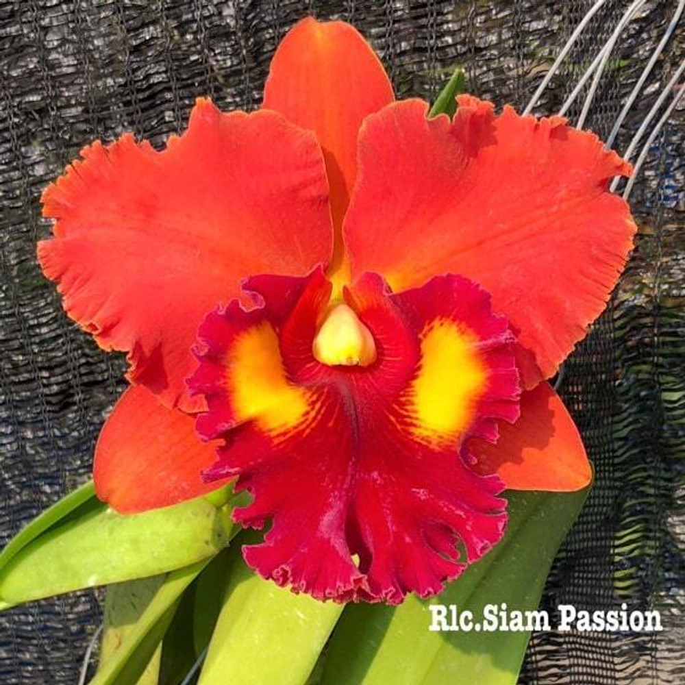 Орхидея ринхолелиокаттлея RLC. SIAM PASSION