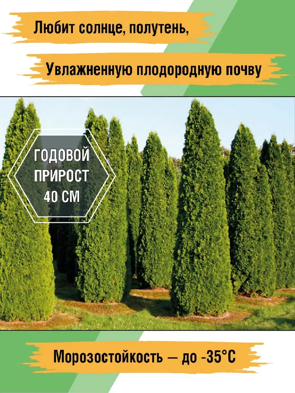 Саженец Туя западная Смарагд 1 шт.