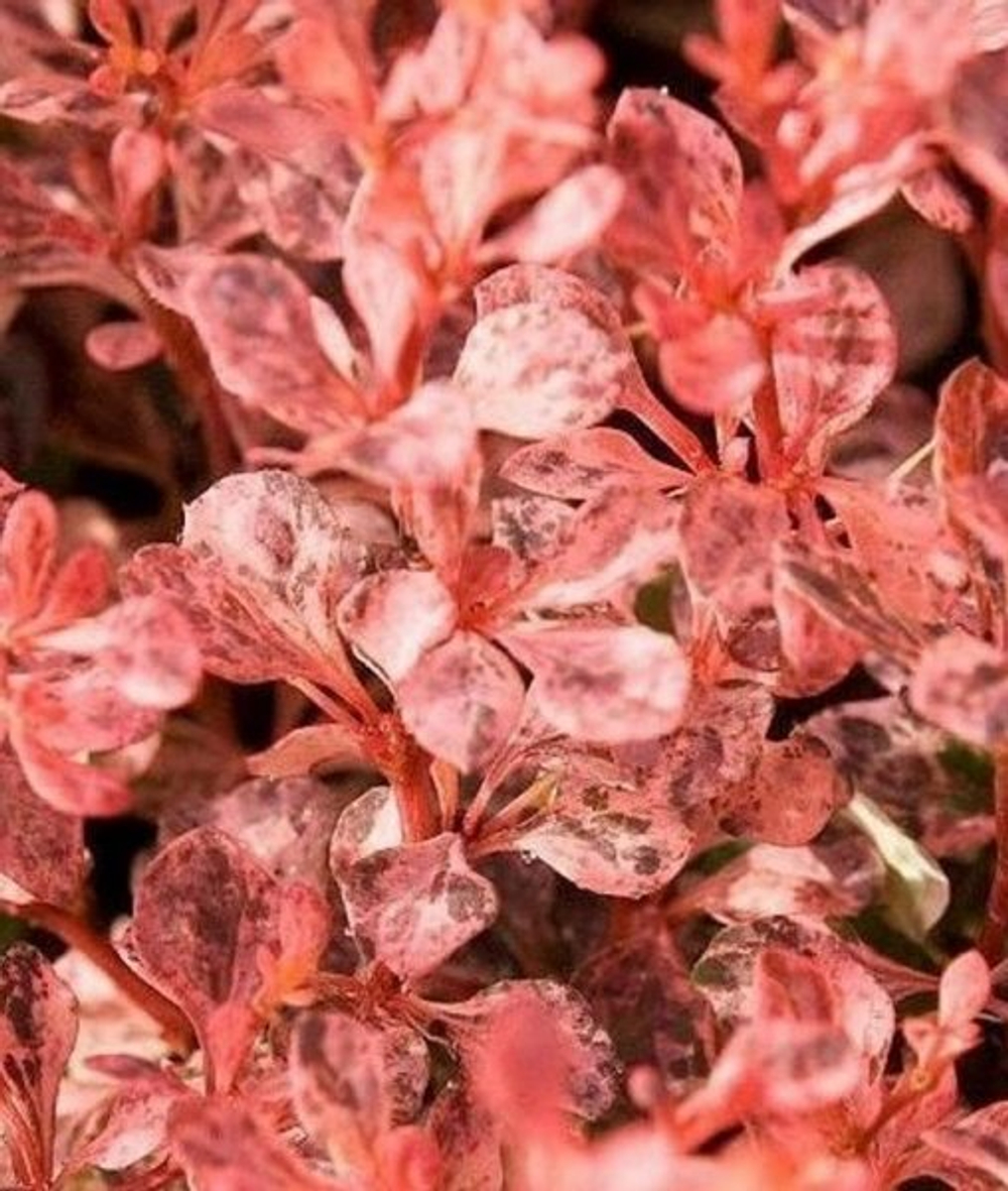 Барбарис Тунберга Инспирейшн С3 Закупка М60 июнь 2026