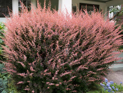 Барбарис Тунберга Роуз Глоу С3 Закупка М60 июнь 2026