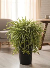 Хлорофитум Хохлатый в напольном кашпо Графит