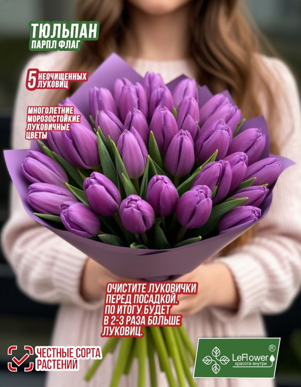 Тюльпан Луковица, Пурпл Флаг 5 шт