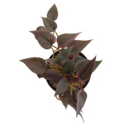 GAEM Цветочная композиция, L17 W11 H15 см