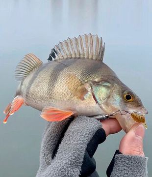 Слаги съедобные LJ Pro Series TRICK ULTRAWORM 1,4in (3,5 см), цв. PA19, 12 шт.