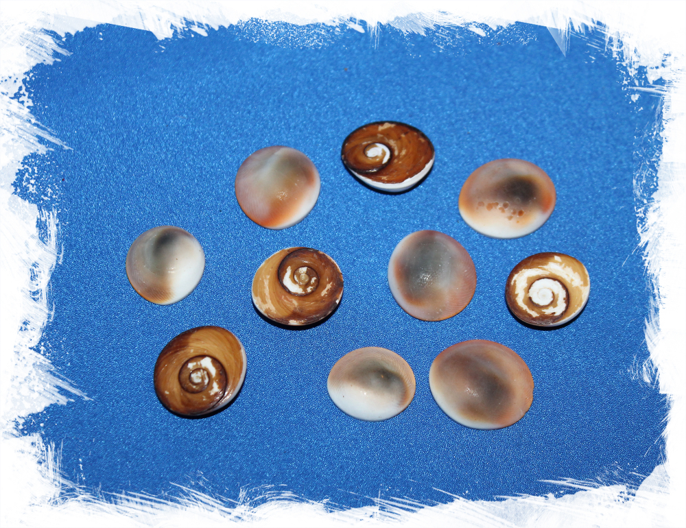 Крышечки от морских ракушек Турбо, Turbo Operculum для рукоделия