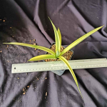 Сансевиерия SILVER SILK VAR