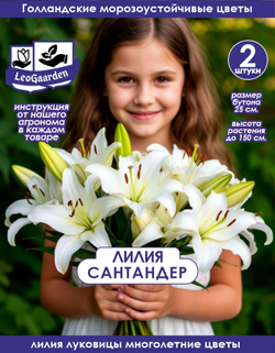 Лилия Луковица, Сантандер, 2 шт