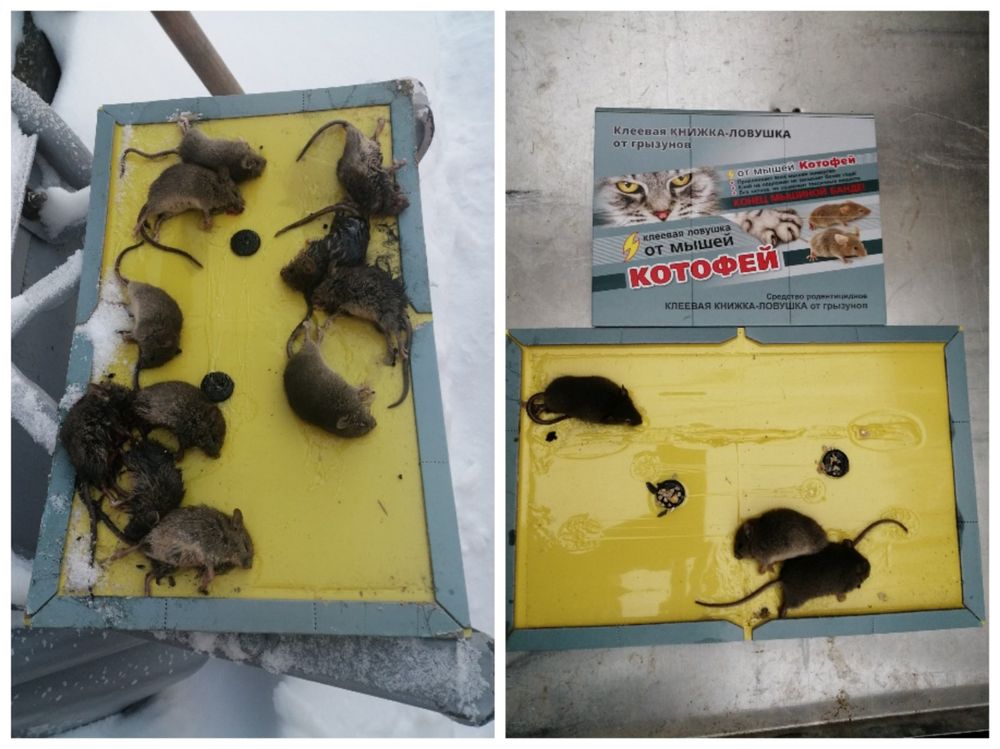 Клеевая ловушка д/ крыс и мышей