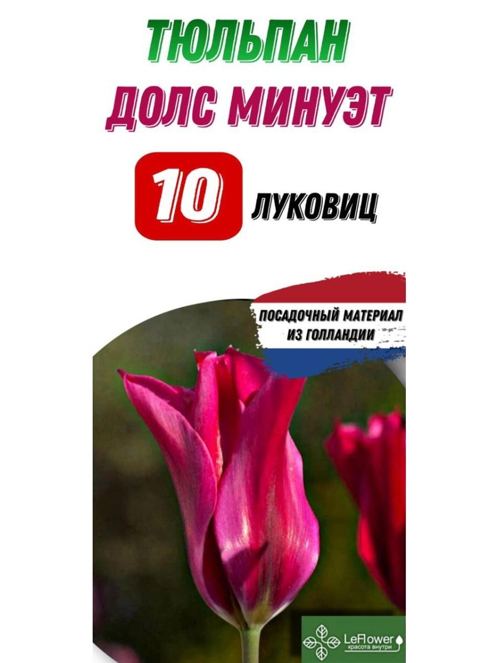 Тюльпан Луковица, Долс Менуэт, 10шт