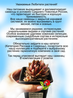 Молодило хамелеон Новая роза