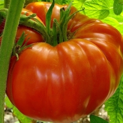 Томат Брендивайн красный