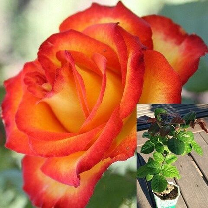 Роза Тайфун морозостойкая саженец с ЗКС.