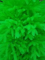 Искусственная елка «Фэнтези салатовая» (Литая хвоя) от 1,5 м до 3 м