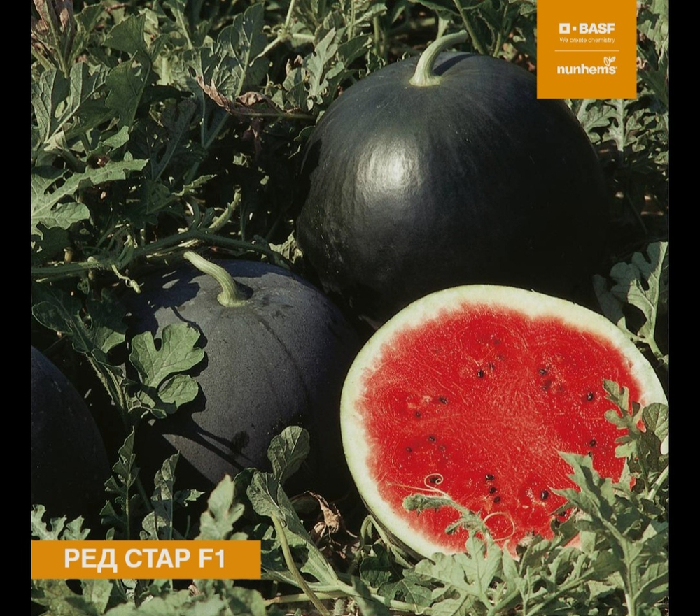 Арбуз ранний Ред Стар F1 / Red Star F1 1000 семян
