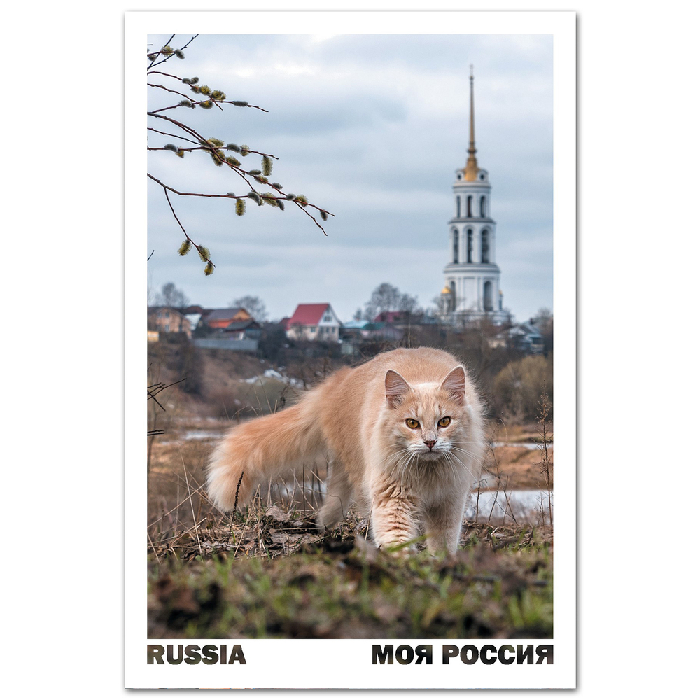 Хищник. Шуя, Ивановская область