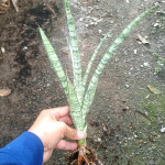 Сансевиерия PEARL GIRL