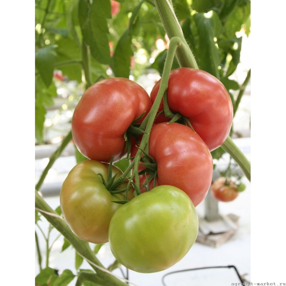 koto♡ 💚 Kawasaki ZX-10 Tomcat - Самый Быстрый Мотоцикл в Мире