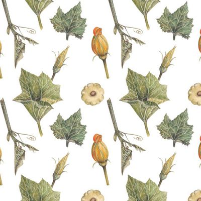 Цветущие кабачки (на белом)