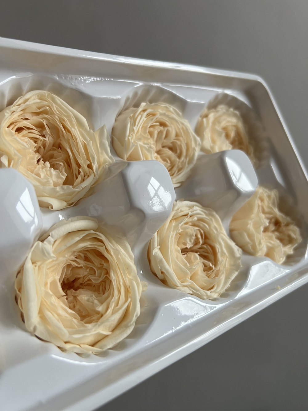 Роза пиновидная шампань d=4-5 см (упак 8 шт)